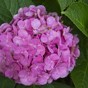 Donna Kugelman's photo