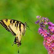 Gail O'Keefe's photo