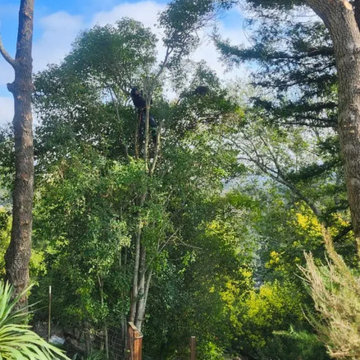 Greenview Tree Care