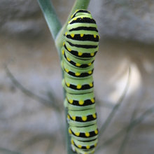 Natural Gardening - Ideas Help Wildlife