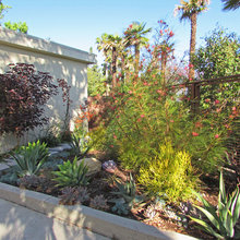 Front Yard Landscaping