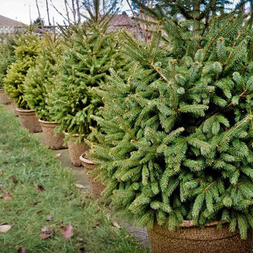 2016 Christmas Trees potted for home delivery
