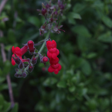 Island Snapdragon