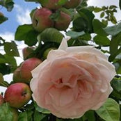 Foto von Fanny Plaquet