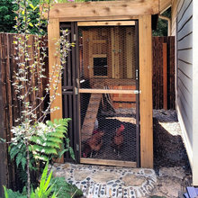 chicken coupe