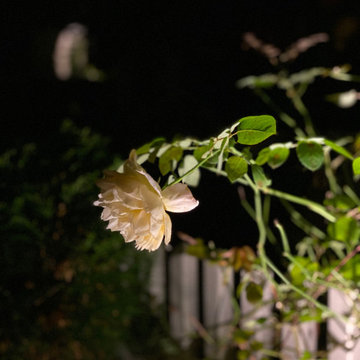 Beauty in the dark