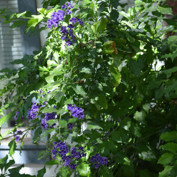 Southwestern Plants