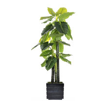 Plants