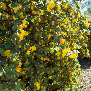 2016 Native Plant Garden Tour
