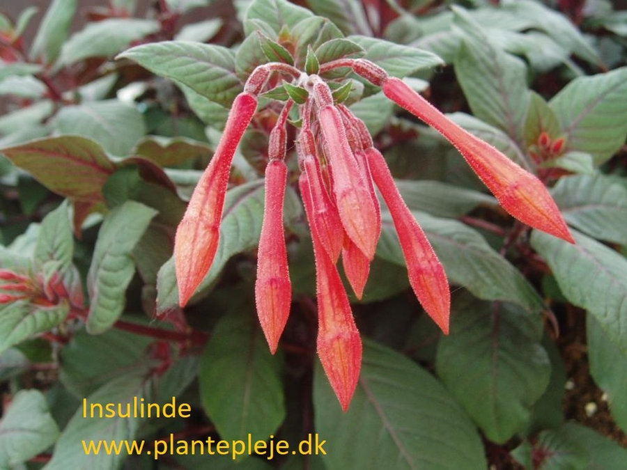 Fuchsia liste 2020 (her ses fotos af en mindre del af de fuchsia vi producere)
