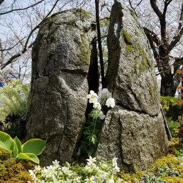 展示作品~つつじ祭り~