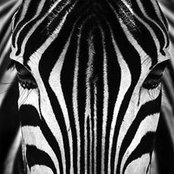Leesa Corbo's photo