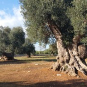 Foto di Cocò