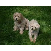 Scotch Ginger McSchnoodles foto