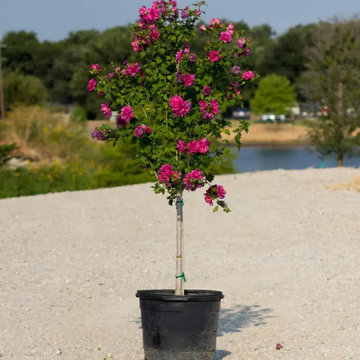 Pink Flowering Trees or Shrubs
