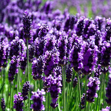 flowers & plants