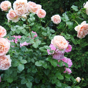 The Gardens of Governors Manor