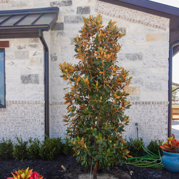 Flowering Trees & Shrubs