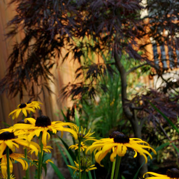 Plants & Gardens