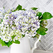 Anne Lombard's photo