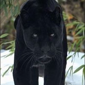 Foto di Ron Jefferson