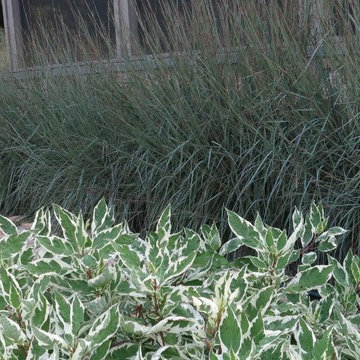Salt Marsh Home Landscape - Ipswich, MA