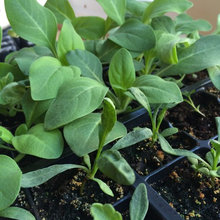 Plants from seed exchange
