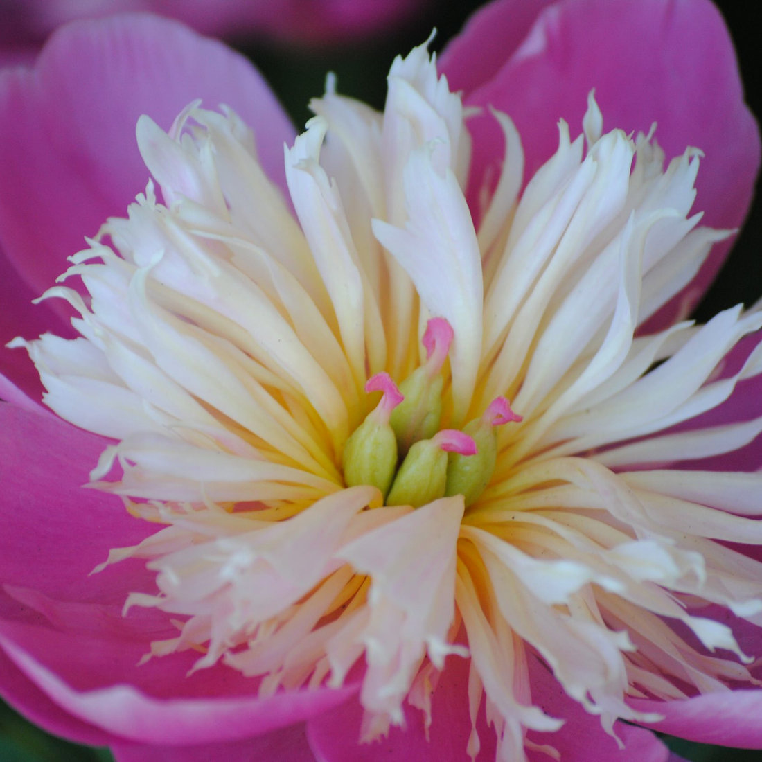 Annuals, Perennials and Tropicals.