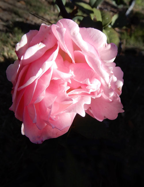 White Roses in Very Cold Winter Weather