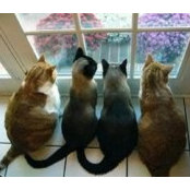 Photo de Donna Cornelison Greeson