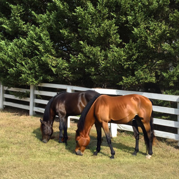 Animal fences