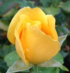 Show your roses by color YELLOW