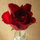 webuser_99950943