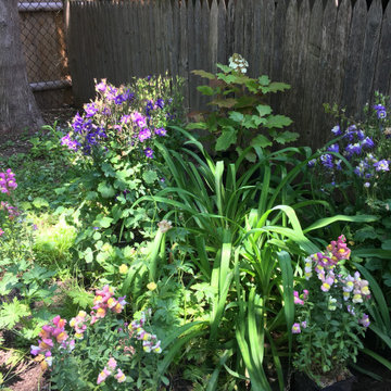 Deep shade and rain garden