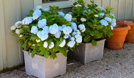 Container Explainer: How to Choose the Right Pots for Your Plants