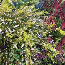 garden 2019 final choices