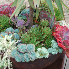 roof top planting