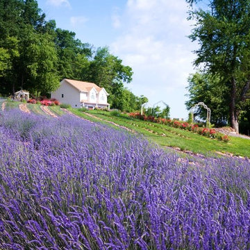 Blue Dreams USA Lavender, Roses and Tea Farm House, Boutique and Gardens