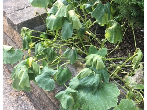 1 Squash Leaf Wilting 