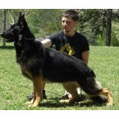 Blue Ridge Shepherds's photo