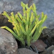 Helene Meyer's photo