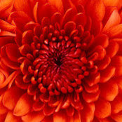 adilia koch's photo