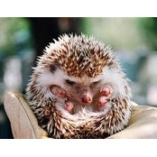 Noe Lainesse's photo