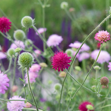 The Inclusive Garden, June 2013