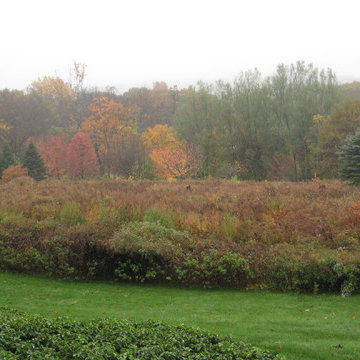 Meadows