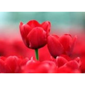 Donna Musella's photo