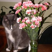 Cathy Bouc's photo