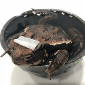 Houzzユーザーさんの写真