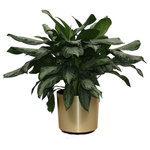 Scape Supply - Live 3' Aglaonema 'Silver Bay' Package, Gold - The Aglaonema has been a staple indoor tropical plant for the past 30 years.  It is a perfect plant for a living room or office design idea.  The professional interior landscaper has been using this plant in malls, banks, and hotels as a "go to" leafy green shrub or bush for years. The 'Silver Bay' varietal has a larger leaf with a broad pointy tip usually consisting of a light color variation within the leaf that give it a distinctly individual look.   They are hearty with the right amount of light and like most plants indoors, like being watered once a week.  This plant works well in lower light conditions and can even maintain its' look under fluorescent lighting..