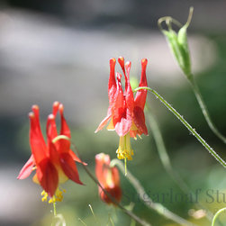 Columbine - Home Decor